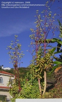 Kalanchoe prolifera