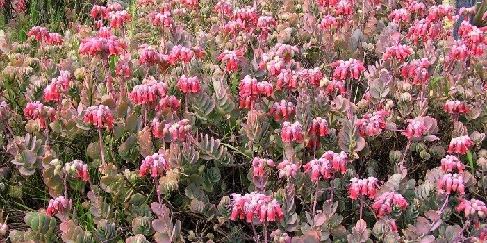 Kalanchoe Pink Zinfandel