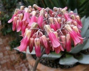 Kalanchoe mother of thousands