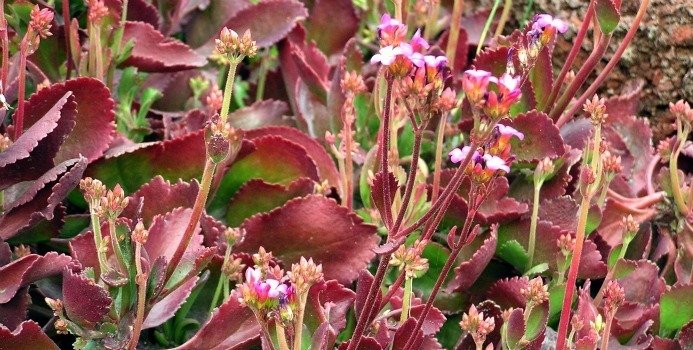 Kalanchoe Pink Zinfandel