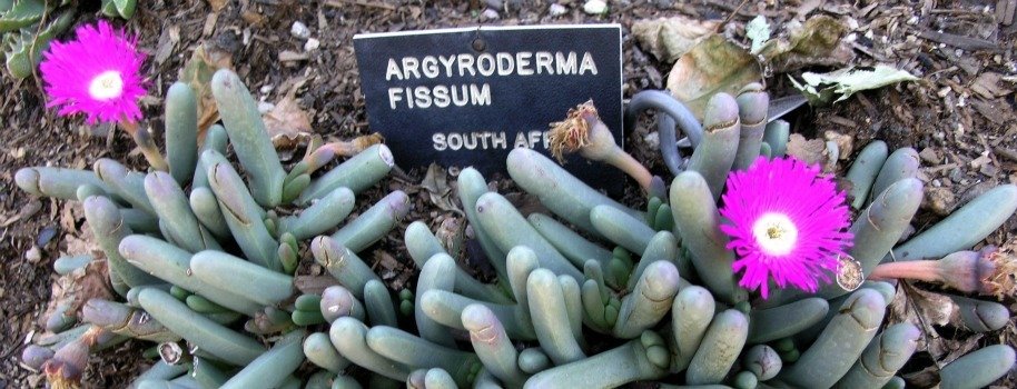 Argyroderma fissum