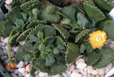 Aloinopsis