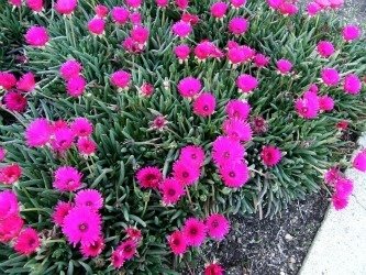 Cephalophyllum Red Spike