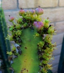 Euphorbia triangularis