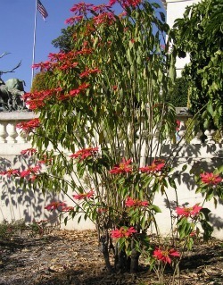 Euphorbia pulcherrima