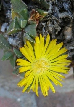 Faucaria flower