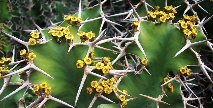 Euphorbia grandicornis