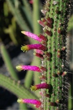 Cleistocactus ferrarei