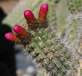 Borzicactus