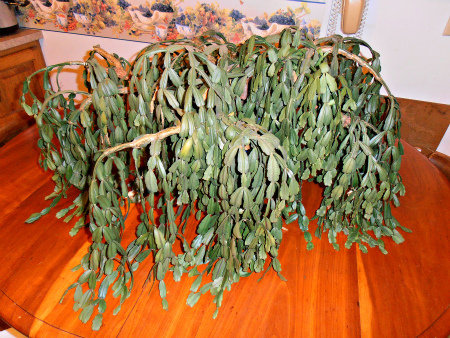 My grandma's Christmas cactus on the cherry table made by my grandpa