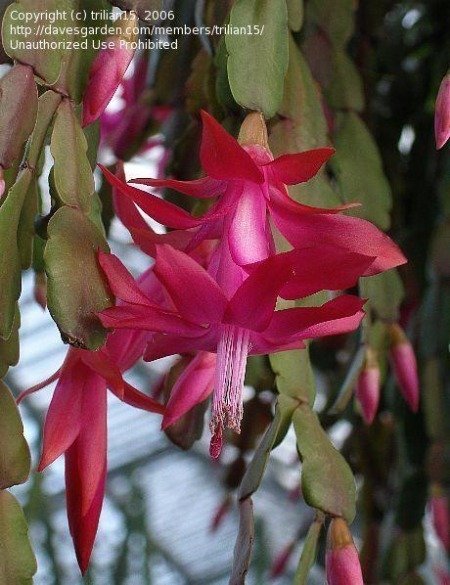 Image of Christmas Cactus blooms and buds, by trilian15