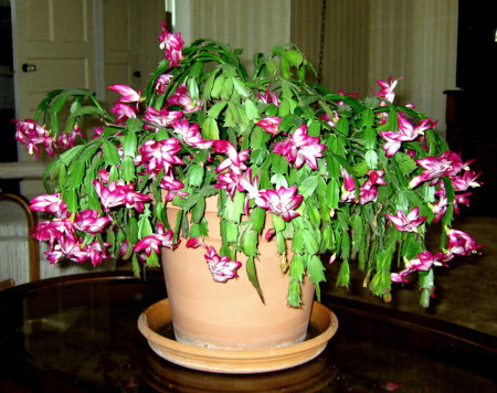 Pink and white Thanksgiving cactus