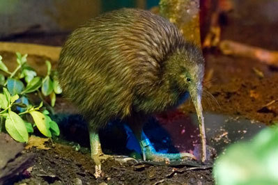 A North Island Brown Kiwi at Rainbow Springs Kiwi Wildlife Park in Rotorua, North Island, New Zealand