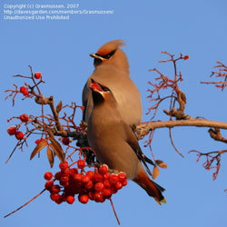 Bohemian Waxwings