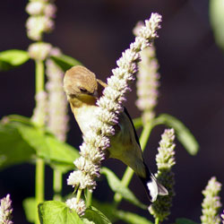 Goldfinch and Agastache Seed