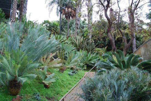 cycad garden bottom