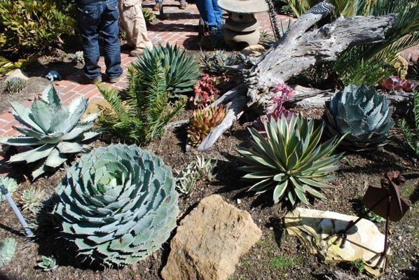 agave garden 2