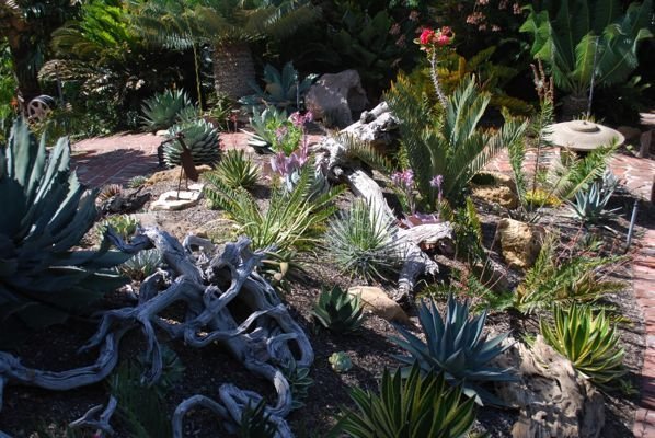 agave garden 1