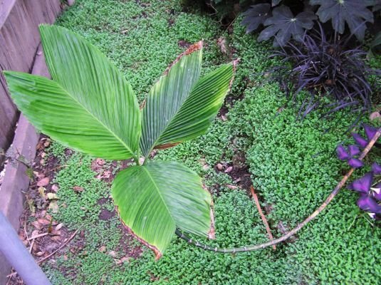 chamaedorea amabilis