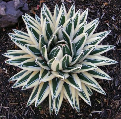 agave vict