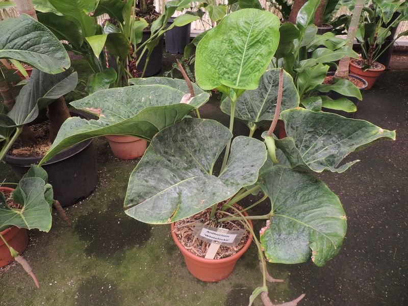 anthurium whitelockii