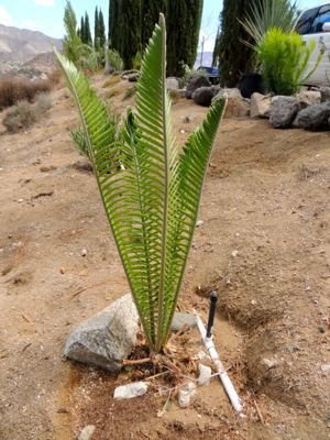 e whitelockii in my garden