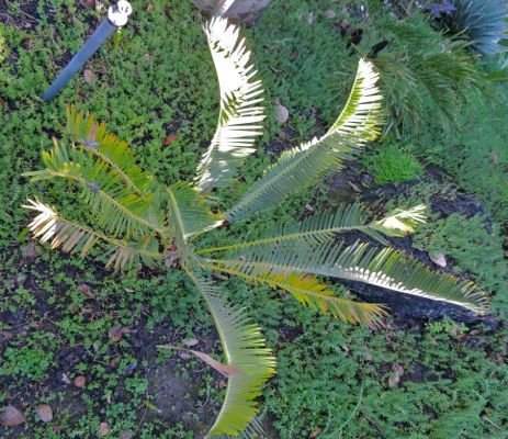 E brevifoliatus