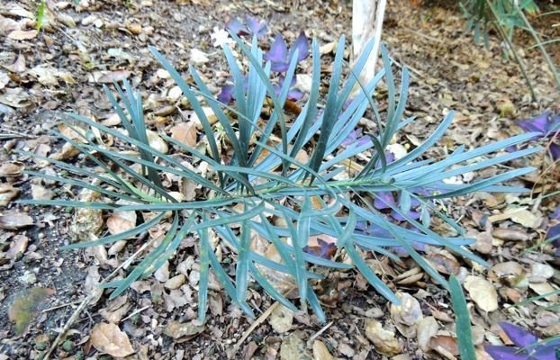 Macrozamia occidua