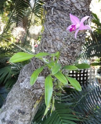 Cattalaya orchid on trunk of a tall cycad
