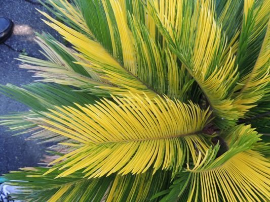variegated sago palm
