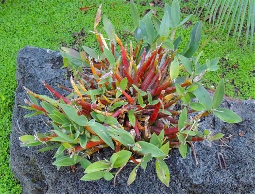 Orchid growing in a razor rock