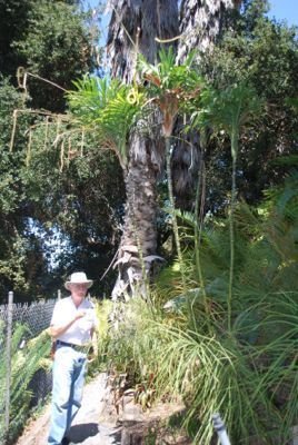 loran and palms