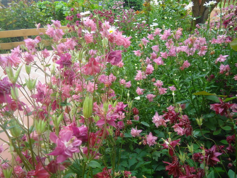 Columbines have invaded my garden