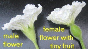 comparison of male to female gourd flower