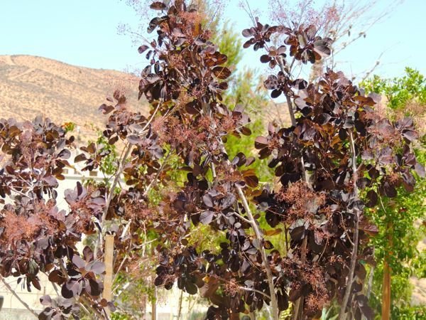 Cotinus