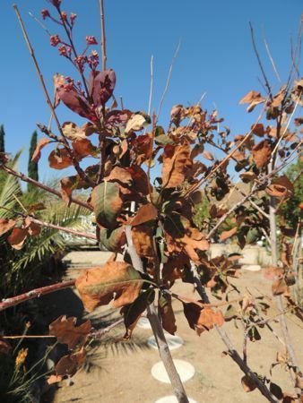 Cotinus + wind