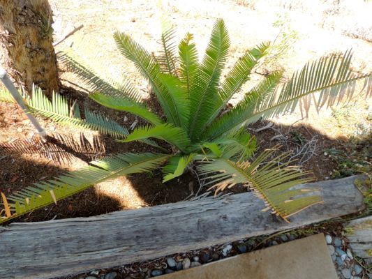 dioon short leaves