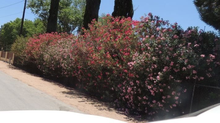 oleander wind break