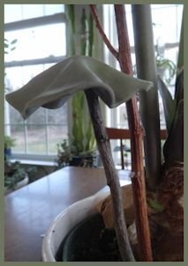 Single cap on stick makes mushroom for an indoor pot