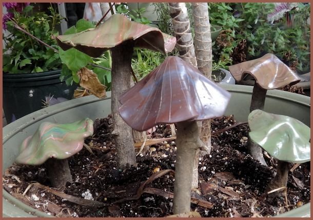 5 mushrooms in pot