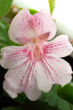 Impatiens grandis Rosa flower