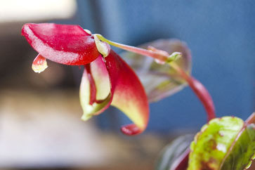 Impatiens hians flower