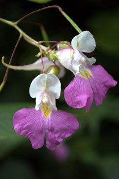 Impatiens balfourii flowers