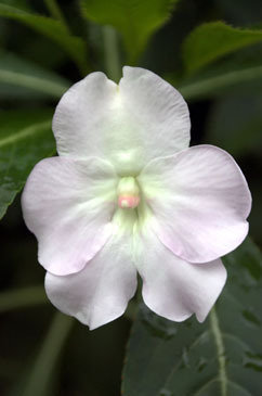 Impatiens sodenii flower