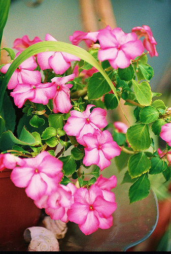 Impatiens wallerana