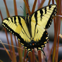 Male Eastern Tiger Swallowtail