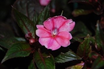 SunPatiens