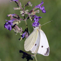 Cabbage White