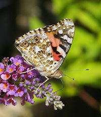 Painted Lady