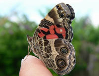 American Painted Lady